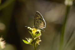 Leptotes cassius cassius
