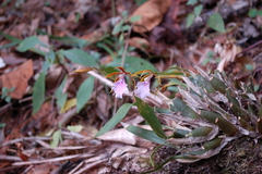 Rhynchostele stellata