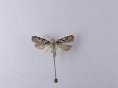 Izatha epiphanes