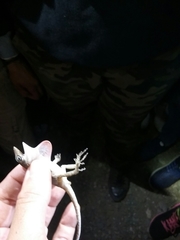Anolis ignigularis