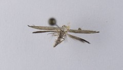 Stathmopoda horticola