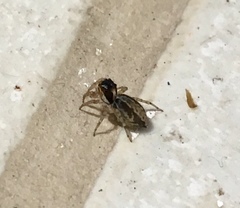 Maeota dichrura