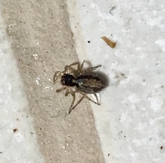 Maeota dichrura