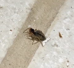 Maeota dichrura