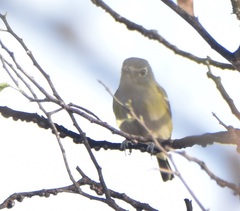 Vireo solitarius