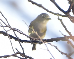 Vireo solitarius