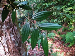 Cinnamomum subavenium