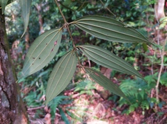 Cinnamomum subavenium