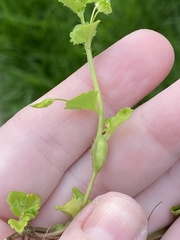 Sorosphaerula veronicae