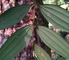 Cinnamomum subavenium