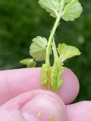 Sorosphaerula veronicae