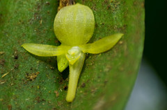 Pleurothallis apopsis