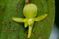 Pleurothallis apopsis