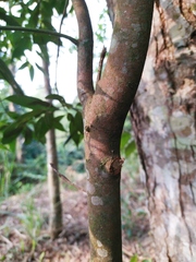 Cinnamomum subavenium