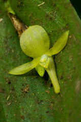 Pleurothallis apopsis
