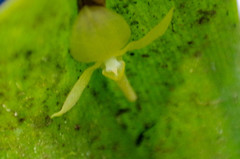 Pleurothallis apopsis