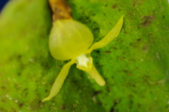 Pleurothallis apopsis