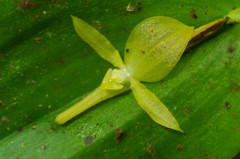 Pleurothallis apopsis