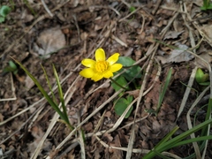 Ficaria verna calthifolia