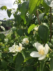 Philadelphus lewisii
