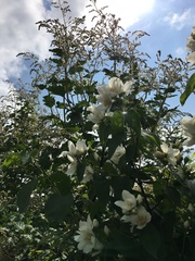 Philadelphus lewisii