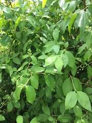 Philadelphus lewisii