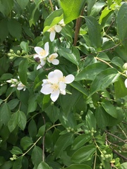 Philadelphus lewisii