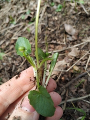Ficaria verna calthifolia