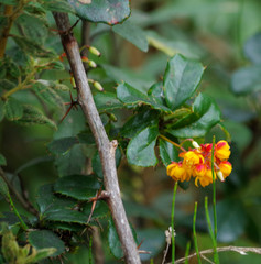 Berberis pichinchensis