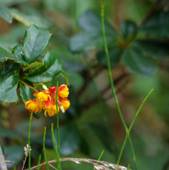 Berberis pichinchensis