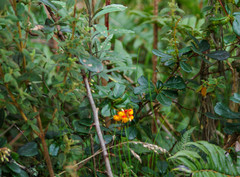 Berberis pichinchensis