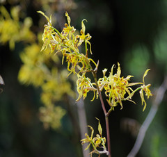 Cyrtochilum pardinum