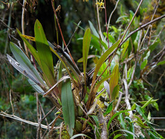 Cyrtochilum pardinum
