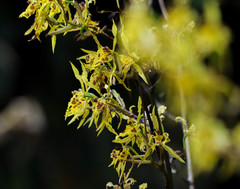 Cyrtochilum pardinum