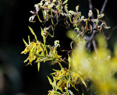 Cyrtochilum pardinum