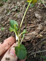 Ficaria verna calthifolia