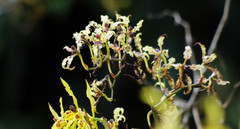 Cyrtochilum pardinum