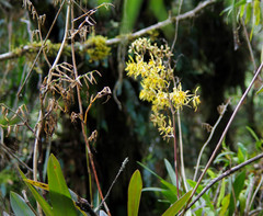 Cyrtochilum pardinum