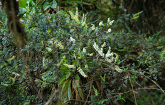 Weinmannia mariquitae