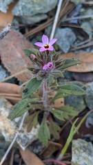 Collomia diversifolia