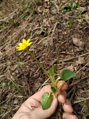 Ficaria verna calthifolia