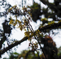 Cyrtochilum pardinum