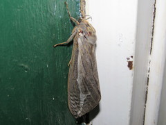 Abantiades albofasciatus