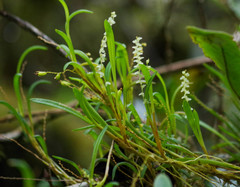 Stelis pusilla