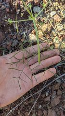 Lomatium marginatum purpureum