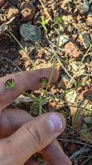 Lomatium marginatum purpureum