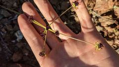 Lomatium marginatum purpureum
