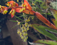 Epidendrum angustissimum