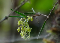 Epidendrum angustissimum