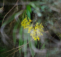 Cyrtochilum pardinum